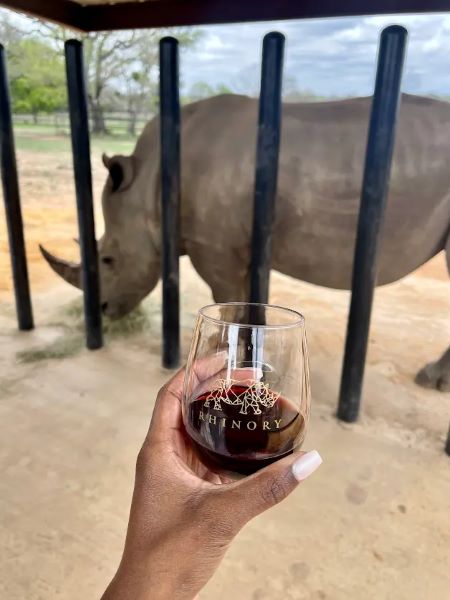 A student holds a wine glass while standing in front of a rhino who is behind bars