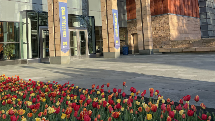 Michigan Ross building in Ann Arbor with maize and blue congratulations banners hanging by the front door of the building. There are red, orange, and yellow tulips in the foreground.
