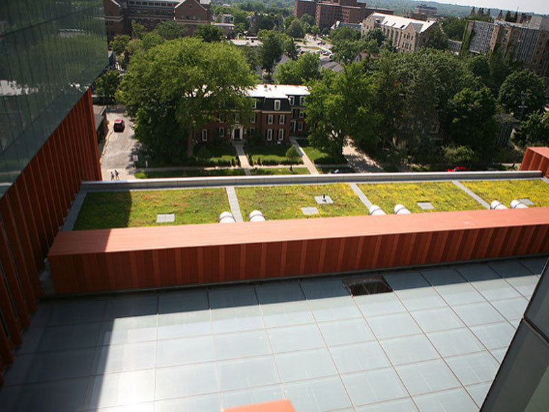 Ross building green roof
