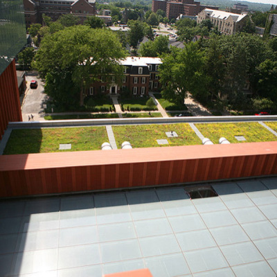 Ross building green roof