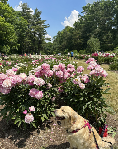 Dog in front of park filled with flowers