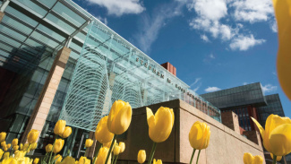 Yellow tulips bloom in front of a modern glass building on a sunny day.
