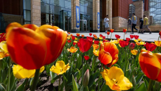 Image of a number of red and yellow tulips in front the Ross School of Business building. There are students walking up to the building. 